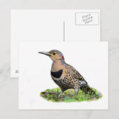 Nordflicker am Boden Postkarte (Vorne/Hinten)