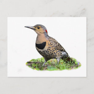 Nordflicker am Boden Postkarte