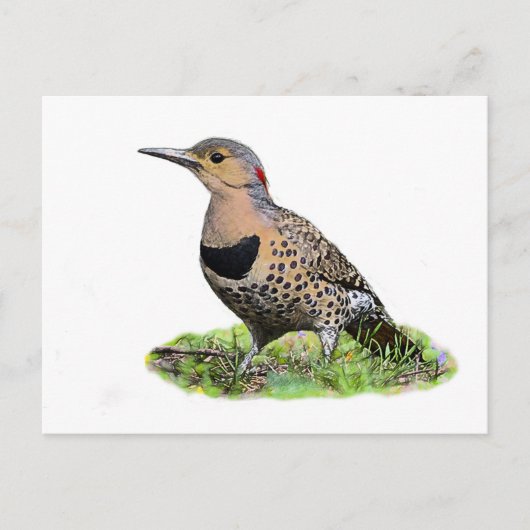 Nordflicker am Boden Postkarte (Vorderseite)