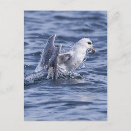Nordfulmar Postkarte