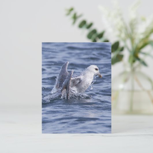 Nordfulmar Postkarte (Stehend Vorderseite)