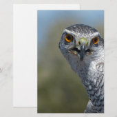 Nordgohawk Nah Briefpapier (Vorne/Hinten)