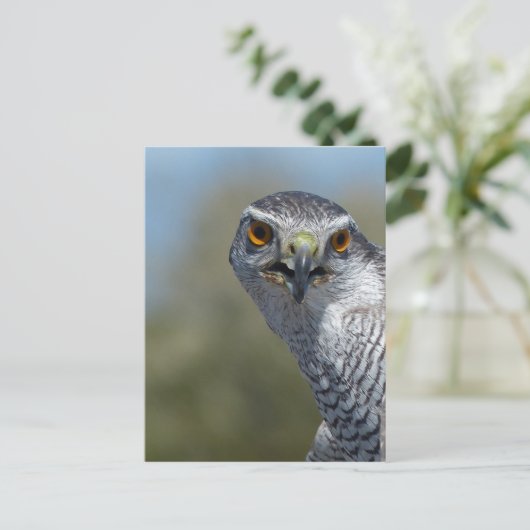 Nordgohawk Nah Postkarte (Stehend Vorderseite)