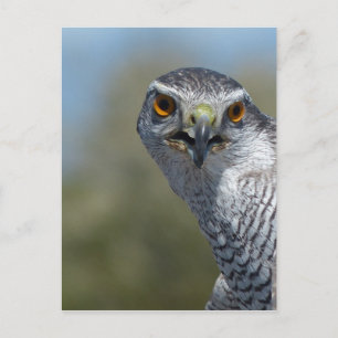 Nordgohawk Nah Postkarte