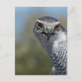 Nordgohawk Nah Postkarte (Vorderseite)