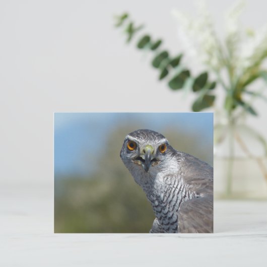 Nordgohawk Nah Postkarte (Stehend Vorderseite)