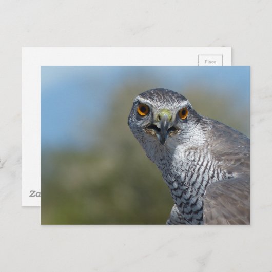 Nordgohawk Nah Postkarte (Vorne/Hinten)