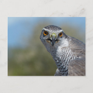 Nordgohawk Nah Postkarte