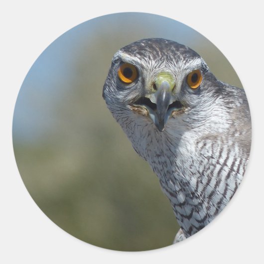 Nordgohawk Nah Runder Aufkleber (Vorderseite)