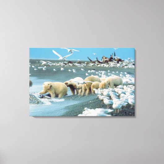 Nordhang, Alaska. Polar Bears Ursus Leinwanddruck (Vorderseite)