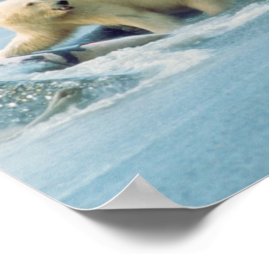 Nordhang, Alaska. Polar Bears Ursus Poster (Ecke)