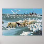 Nordhang, Alaska. Polar Bears Ursus Poster (Vorne)