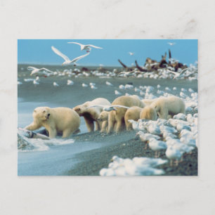 Nordhang, Alaska. Polar Bears Ursus Postkarte