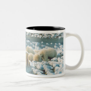 Nordhang, Alaska. Polar Bears Ursus Zweifarbige Tasse