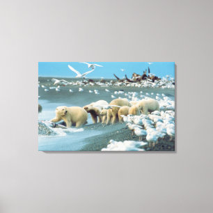 Nordhanglage, Alaska. Eisbären Ursus Leinwanddruck