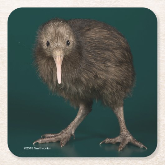 Nordinsel-Brown-Kiwi Rechteckiger Pappuntersetzer (Vorderseite)