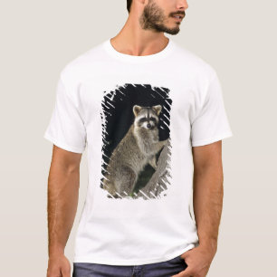 Nordirakoon, Procyon-Lotor, erwachsen am Baum T-Shirt