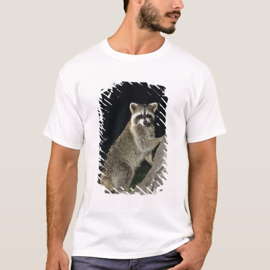 Nordirakoon, Procyon-Lotor, erwachsen am Baum T-Shirt (Vorderseite)