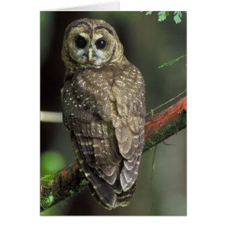 Nordische Gepunktete Eule - Strix occidentalis cau
