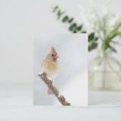 Nordische Kardinäle im Schnee-Foto Postkarte (Stehend Vorderseite)