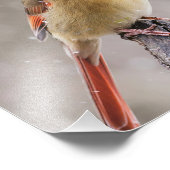 Nordische Kardinäle im Schnee Fotodruck (Ecke)