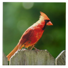 Nordischer Kardinal im Sommer Naturfotografie Fliese