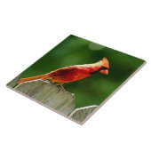 Nordischer Kardinal im Sommer Naturfotografie Fliese (Seite)