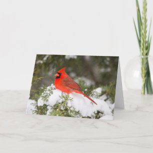 Nordischer Kardinal in Winterzeit in Juniperbaum Feiertagskarte