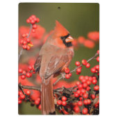 NordKardinal auf gemeinem Winterberry Klemmbrett (Rückseite)