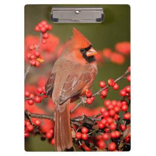 NordKardinal auf gemeinem Winterberry Klemmbrett