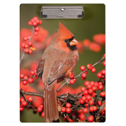 NordKardinal auf gemeinem Winterberry Klemmbrett (Vorderseite)