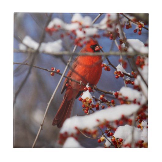 NordKardinal Fliese (Vorderseite)