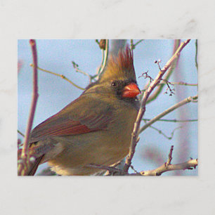 Nordkardinal-Foto-Postkarte Feiertagspostkarte