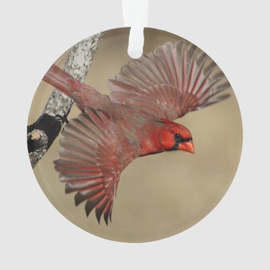 NordKardinal im Flug Ornament (Rückseite)