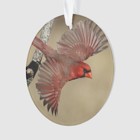 NordKardinal im Flug Ornament (Vorderseite)