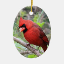 NordKardinal -- Traditioneller Weihnachtsvogel