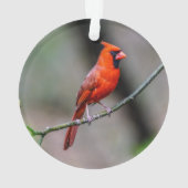 NordKardinals-Acryl-Verzierung Ornament (Rückseite)