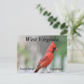 NordKardinals-Foto Postkarte (Stehend Vorderseite)