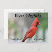 NordKardinals-Foto Postkarte (Vorne/Hinten)