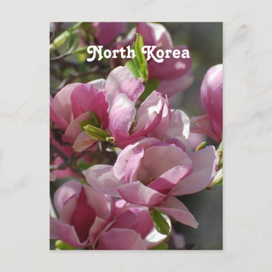 Nordkorea Magnolia Postkarte (Vorderseite)