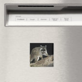 Nordkorea, Procyon-Lotor Magnet (In Situ (Geschirrspüler))