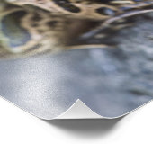 Nordleopardfrosch, See-through Island, Fotodruck (Ecke)