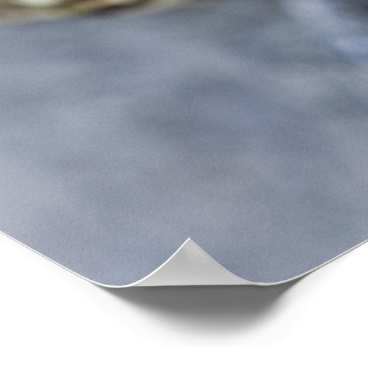 Nordleopardfrosch, See-through Island, Poster (Ecke)