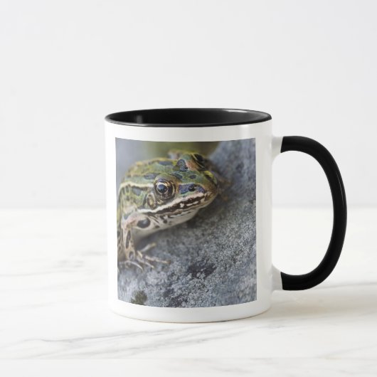 Nordleopardfrosch, See-through Island, Tasse (Rechts)