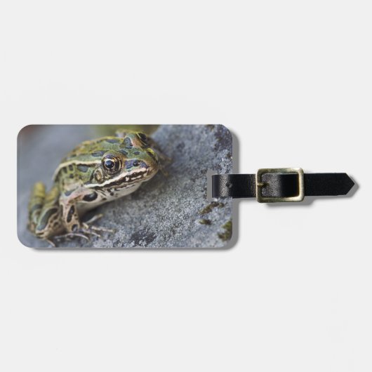 Nordleopardfrosch, Sehen-durch Insel, Gepäckanhänger (Vorderseite horizontal)