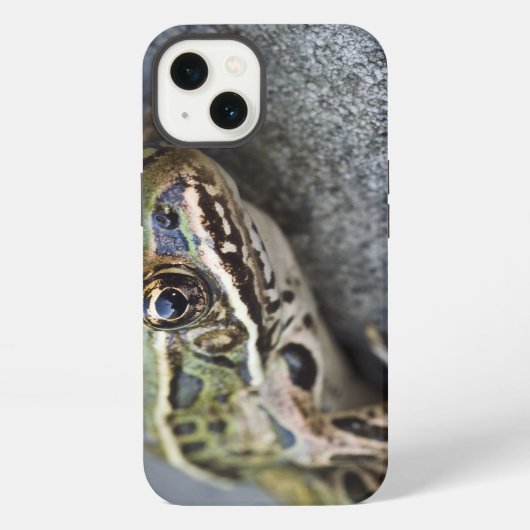 Nordleopardfrosch, Sehen-durch Insel, iPhone Hülle (Rückseite)