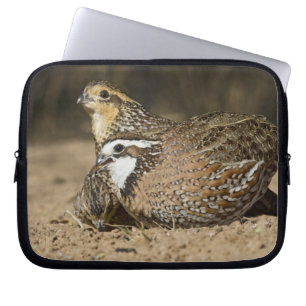Nördliche Bobwhite-Wachtelbabys am Teich zum Trink Laptopschutzhülle
