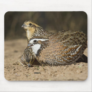 Nördliche Bobwhite-Wachtelbabys am Teich zum Trink Mousepad