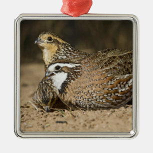 Nördliche Bobwhite-Wachtelbabys am Teich zum Trink Ornament Aus Metall