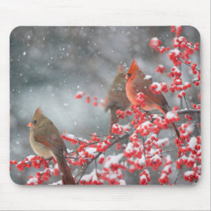 Nördliche Kardinäle   Marion, Illinois Mousepad